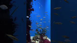Your sign to plan an aquarium date #aquarium #aquariumofthepacific