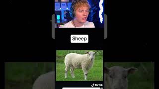 Hybrid Animals You Didn’t Know Existed! 🤯