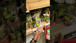 Venus Fly Trap at Trader Joe’s in Seattle Washington