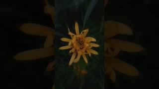 Nature flowers whatsapp status।Full screen।Hindi song।#shorts #nature