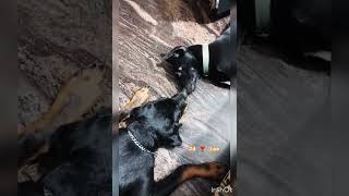 #jd#leo❤️#Best friends#brothers🐶🐶 #emotional_cute 🥰✨️