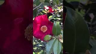 Pink in my garden