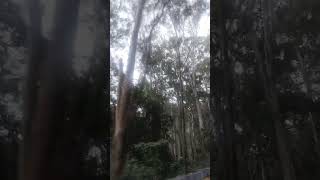 #kodaikanal #kodai#summer #viral #trendingshorts