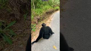What kind of animal is this 🤯😱 #shorts #animals #viral #shortvideo