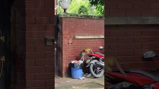 “বাদর বাদরামি করে আনন্দে, আর মানুষ বাদরামি করে জেনে-বুঝে।”  #MonkeyVsHuman #HumanIrony #ModernMonkey