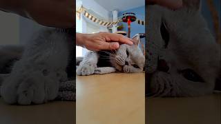 Purrfect Petting. Relaxing time together with our British Shorthair Cat.  #britishshorthaircat
