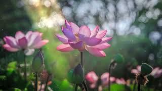 Serenity Keys: 10 Hours of Relaxing Piano Music for Deep Tranquility |Relaxing Sounds for Meditation