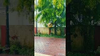 മഴ #lovebirds #rainvibes #scenicviews #solitude #kerala #naturesounds #morningmotivation #raindrops