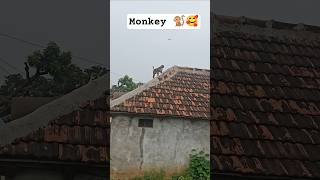 monkey 🐒 #animallife #animallovers #monkeys #viaralshorts #trendingshorts #dj #bajrangdal