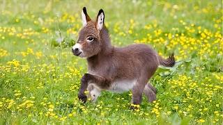 Cute Baby Animal Moments You Must See! 🤣 Funniest ANIMALS Video