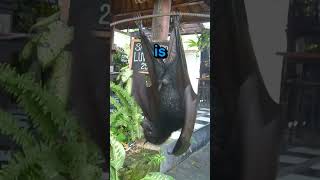 巨大なコウモリが老人を襲う😥 #ショートパンツ