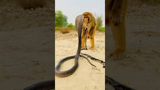 Big cobra snake and monkey naag jog