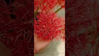 #ishaanmozumder #sadbanglasong #studymusic #haveitoldyoulatelythatiloveyou