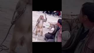 Street performing monkey in china attacks his owner🐒🔪