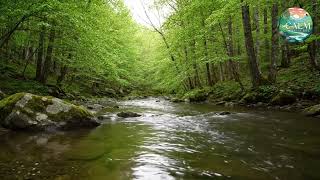 Relaxing River Sounds | Peaceful Forest River | 3 Hours Long  | Nature Video