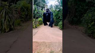 What Happens When a Gorilla Causes Destruction? #ai #funny