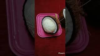 Coconut Cake Immune Food