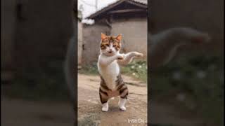 cute kitten dance #kittens #dancingcat #cute #cats #catshorts #animals