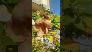 #flowers #terracegardening #gardeningismytherapy #shorts