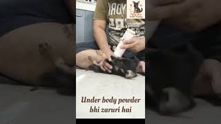 #TillyThePup #DogGrooming #GroomingGlowUp #IndianPets #PuppyShorts #viral #trending #shorts #love