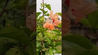 আকাশে ও অল্প নীল #arijit_singh_song #আকাশেও_অল্প_নীল #bengali_album_song #rukmini #dev