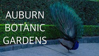 43. Auburn botanic gardens near Sydney