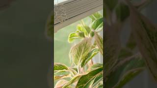 Plant care Day  #home #simpleliving #silentvlog #shorts