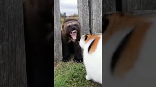 Frantically driving away the wolverine #cat #wolverine  #ragdollparcore #wildliferescue #kitten