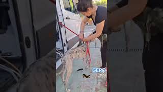 Follow Sos_Galgos on Tiktok and socials they are saving gentle Galgo Dogs. #animalrescue