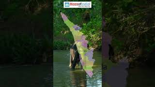 Wayanad – Kerala’s Hidden Paradise 🌿🐘 | Nature at Its Purest