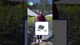 How to cultivate superfood 🤔❓ Blueberry Farming Explained #shorts #indianfarmer