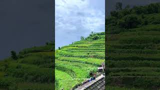 🌿 Timli Village Rishikesh | Hidden Village Beauty in Uttarakhand #shorts