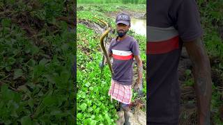 Eel catching video  #shortsvideos #fishing #video