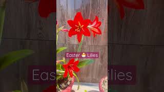 Beautiful Easter Lilies #flowers #easterlilies #lilies #exoticflowers