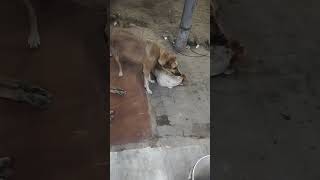 Dogesh bhai ka Panga #shorts "Doggy Ka Savage Reply 🤯"