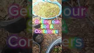 Gardening with Dollar Tree seeds!!#gettogardening#DollarTreeSeed #CityHomesteading #growyourownfood