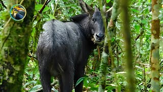 Exploring South Asia's AMAZING Rainforest Treasures!