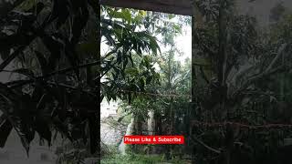 Rain on Leaves 🌧️🌧️ #shorts #rainonleaves @dreamsoundsrainonleaves