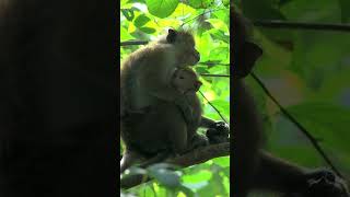 Ifyou even get a little laugh out ofwatching this littlemonkey's emotional work,then leave a comment
