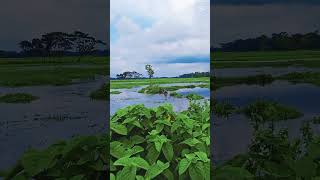আমাদের গ্রাম বাংলার মনোরম দৃশ্য #banglafolk2025 #unfrezzmyaccount #folkfusion #villagelife #baulso