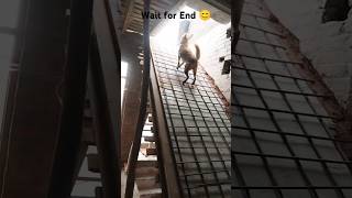 Koshish_karne_balo_ki_kabhi_haar_nahi_hoti👏#doglover #viralvideo #dogandfamily #shorts #diwali