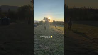 Dinner time racing. #horses #shorts #horsefarm