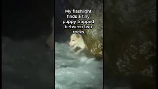 Man Saves Drowning Puppy During a Storm 😭🐶