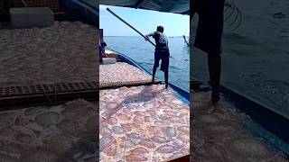 クラゲ 😯🔥 #shorts #malayalam #shortsviral #viral #travel #exploreindia #jellyfish