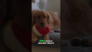 Monica's Spending Secrets: Pets and Subscriptions Uncovered!