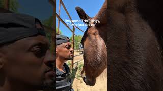 Clingy horse 🐴🤭 #funny #horse #funnyanimal #farming #farmlife