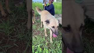 🥰🥰💚💚 #foryou #子犬 #gsds #コメディ映画 #バイラルビデオ #コメディ映画 #面白いコメディ #動物