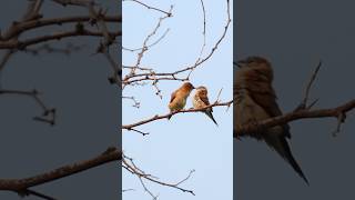 Rare sparrow love dance in slow motion 🐦💫 #Birds #ViralShorts #Wildlife #SlowMo #Nature #music