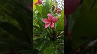 Plumeria rubra #kathgolap #flowers #garden #kathgolap #plumeria #selling #rubra