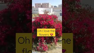 SAUDI ARABIA FLOWERS